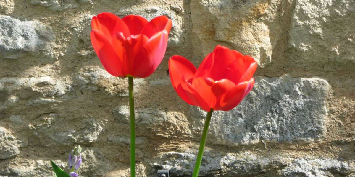 Nel corpo della Chiesa i membri dipendono gli uni dagli altri.